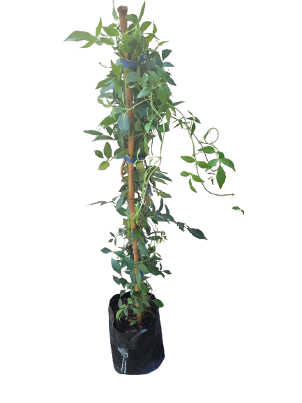Pandorea Jasminoides- Lady Di White 10l