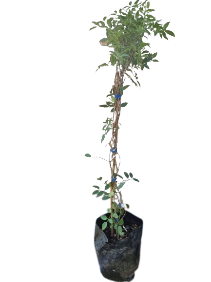 Pandoirea Jasminoides Rosea 10L