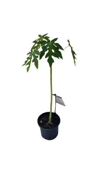 Papaya Dwarf 'Red Lady' - 17cm