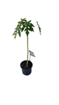 Papaya Dwarf 'Red Lady' - 17cm