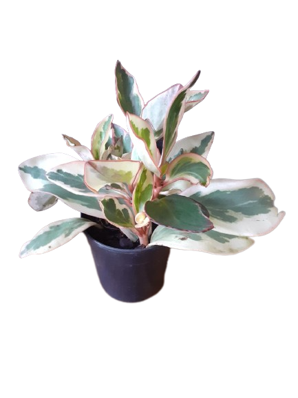Peperomia Julii 12cm
