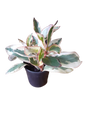 Peperomia Julii 12cm