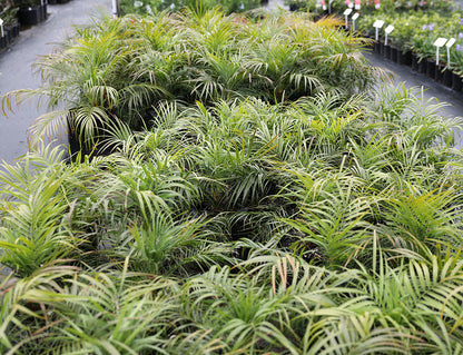 Phoenix Roebelenii - Dwarf Date Palm - Various Sizes