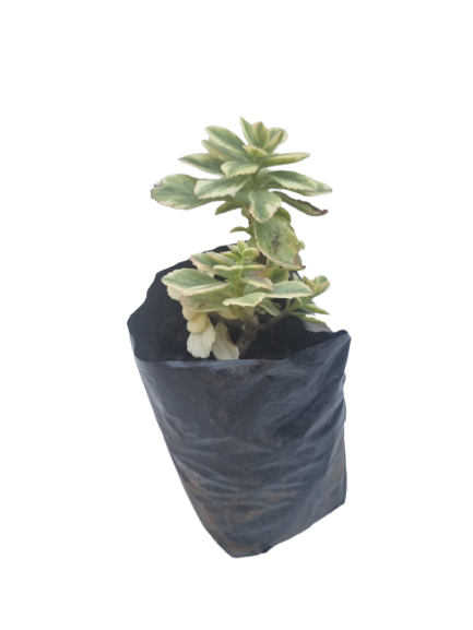 Plectractar - 1.5L