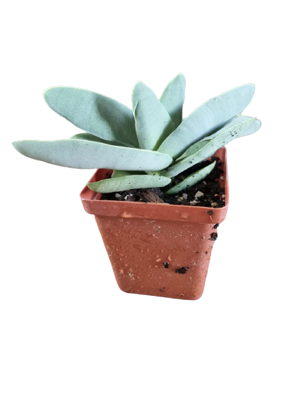 Crassula Perfoliata Minor- Propeller Plant