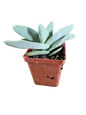 Crassula Perfoliata Minor- Propeller Plant