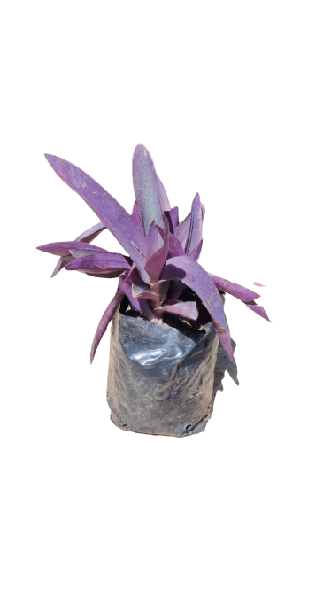 Tradescantia Purple (Purple heart) Various Sizes