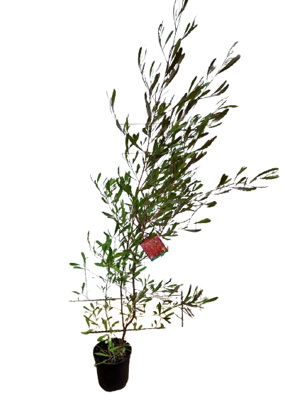 Dodonea viscosa 'purpurea'19cm
