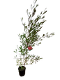 Dodonea viscosa 'purpurea'19cm