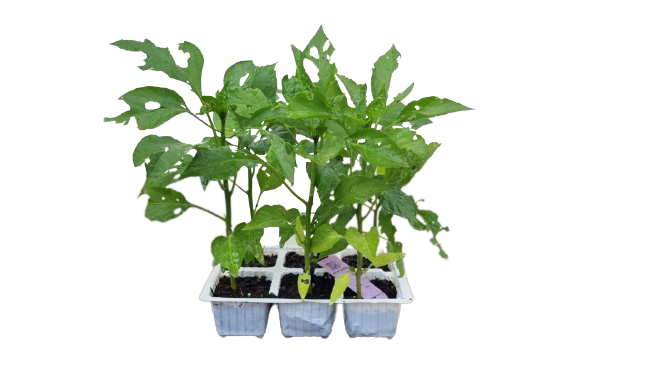 Red Hot Cherry Peppers 6 Pack Seedling Tray