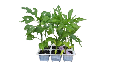 Red Hot Cherry Peppers 6 Pack Seedling Tray