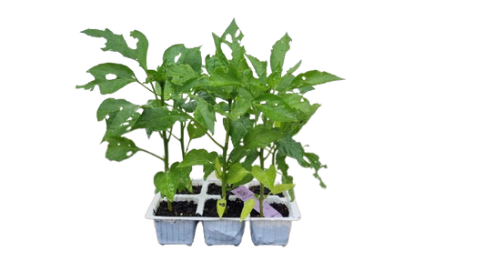 Red Hot Cherry Peppers 6 Pack Seedling Tray