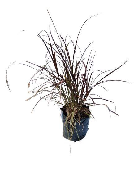 Miscanthus Sinensis Red Cloud - 10L
