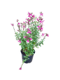 Salvia Mirage 'Rose Bicolour' 15cm