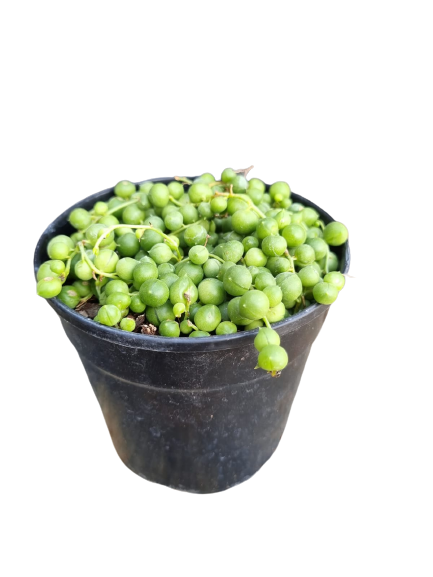 Senecio Rowleyanus 'Beads' 12cm