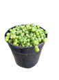 Senecio Rowleyanus 'Beads' 12cm