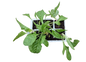 Spinach Ford Hook Giant 6 Pack Seedling Tray