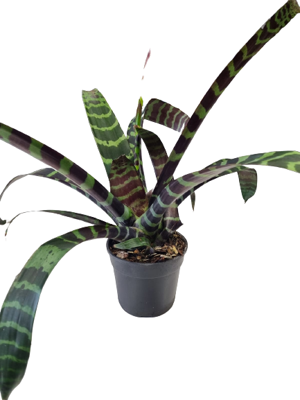 Vriesea Splenriet 14 cm