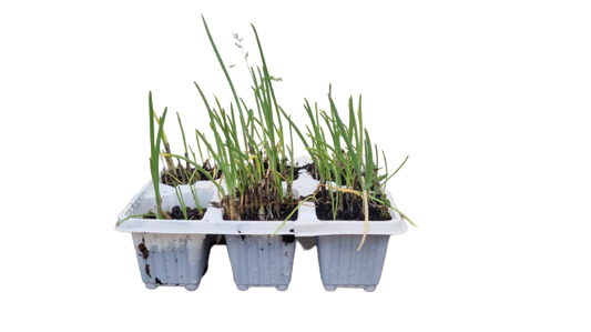 Spring Onion White Lisbon - 6 Pack Seedling Tray
