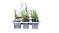 Spring Onion White Lisbon - 6 Pack Seedling Tray