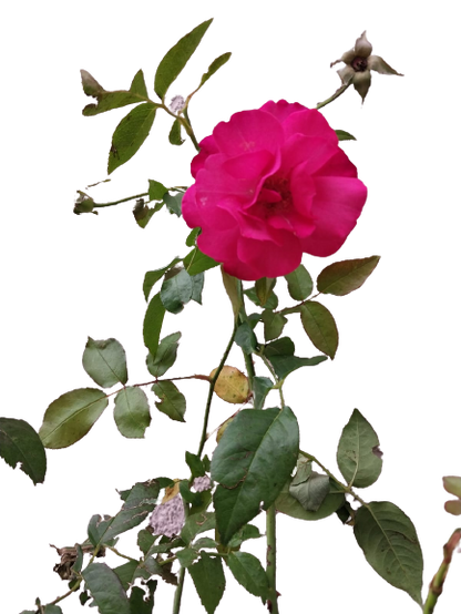 Springs '75 Rose - 5L