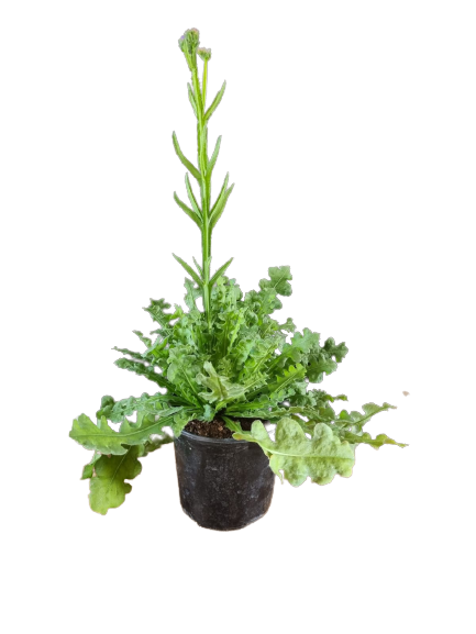 STATICE QIS - DARK BLUE POTS
