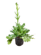STATICE QIS - DARK BLUE POTS