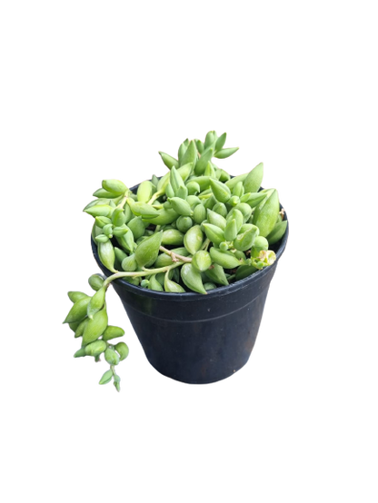 String Of Beads 12cm
