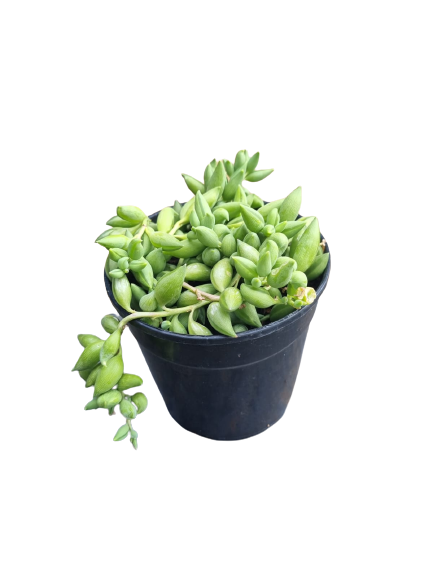 String Of Beads 12cm