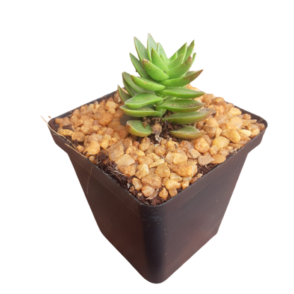 Decorative Square Succulent 10cm