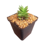 Decorative Square Succulent 10cm