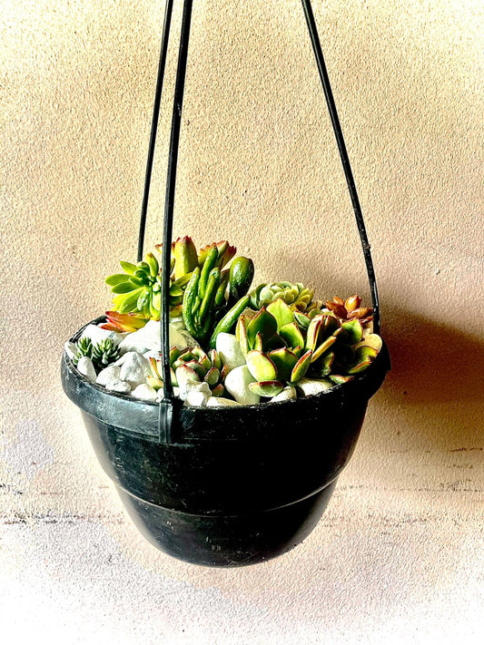 Succulent Hanging Basket