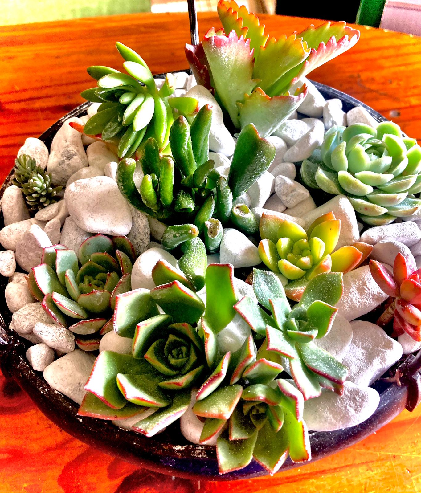 Succulent Hanging Basket
