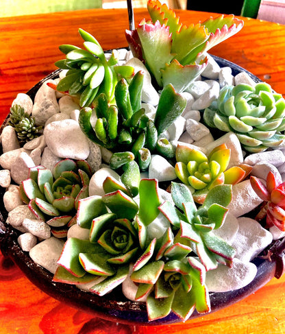 Succulent Hanging Basket