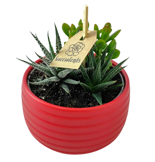 Succulent Trio Bowl - 14cm