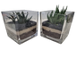 Succulent Terrarium Glass Cube 12cm - Assorted