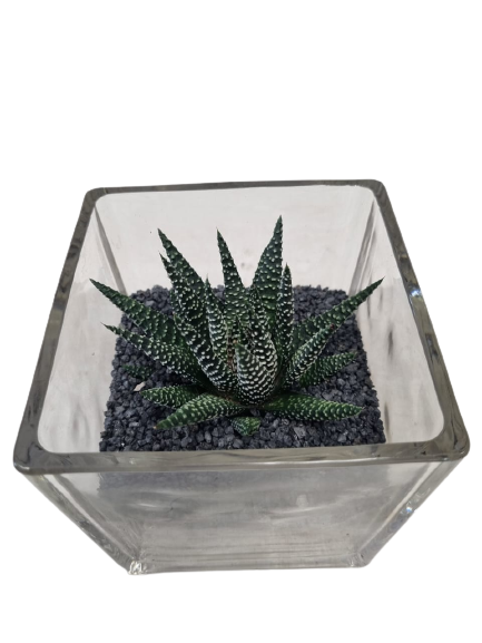 Succulent Glass Craft Mat, Size: 9 x 12