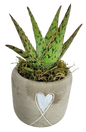 Succulent in ceramic pot - 7,5cm