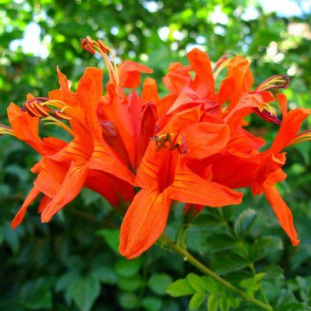Tecomaria capensis Assorted 10L