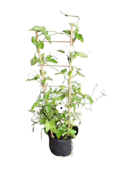 Thunbergia Alata on Trellis- 17cm