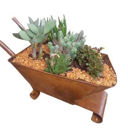 Tin Barrow Decorative Succulent