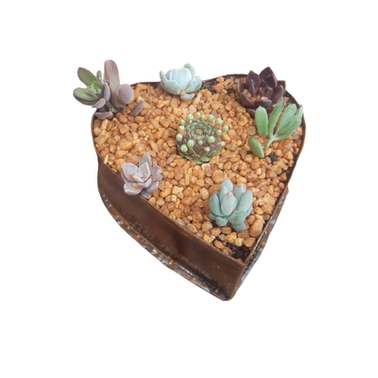 Tin Heart Decorative Succulent