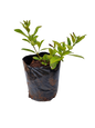 Viburnum Sinensis - 5L