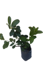 Viburnum Sinensis 10L