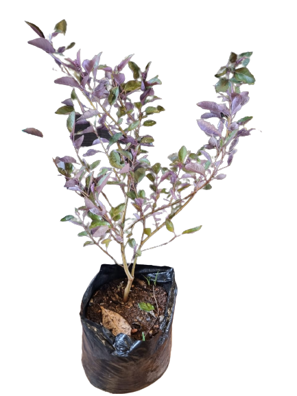 Vitex Purpurea 10L