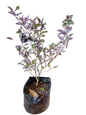 Vitex Purpurea 10L