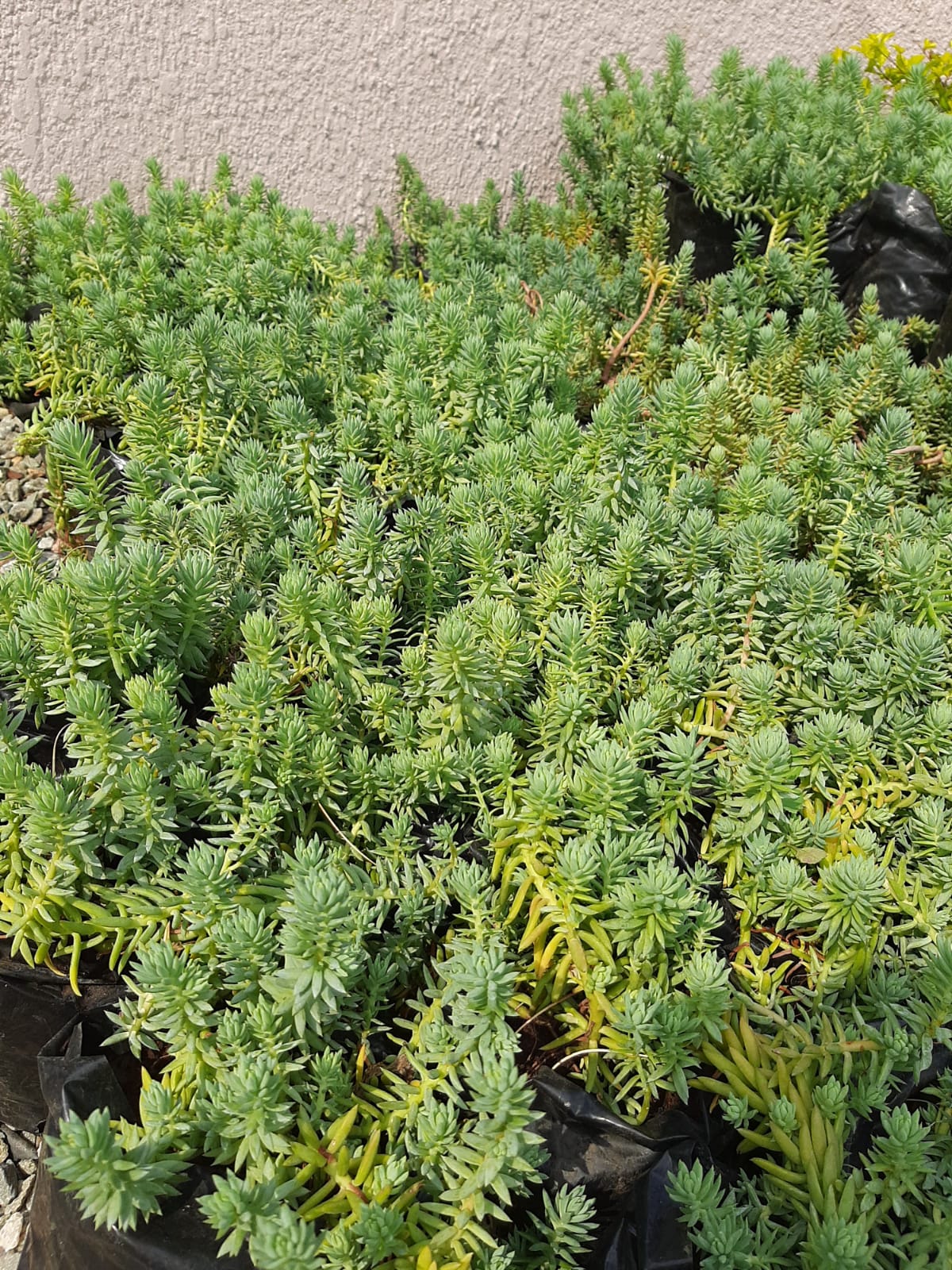 Sedum Rupestre 'Angelina' - 1L