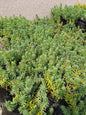 Sedum Rupestre 'Angelina' - 1L