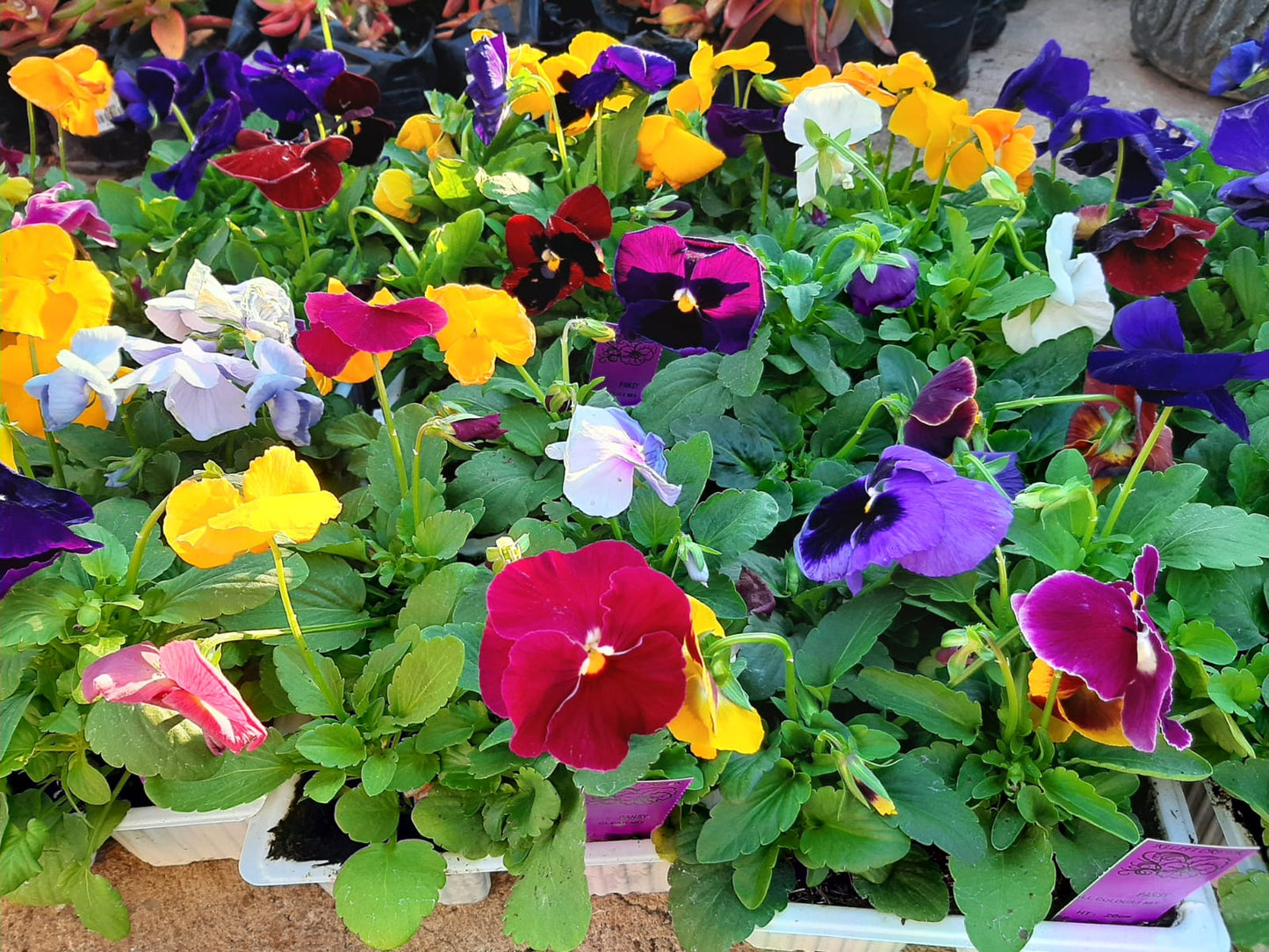 Pansy - 6 Pack Seedling Tray