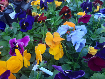 Pansy - 6 Pack Seedling Tray